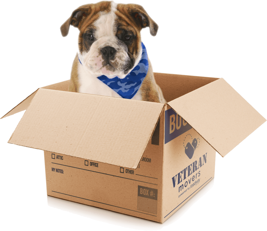 Brooklyn Movers Dog